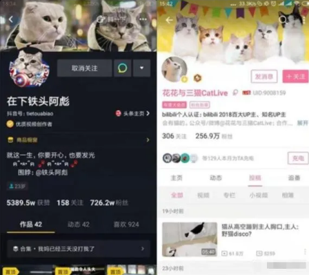 靠宠物赚钱的冷门生意